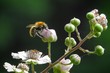 Wildbiene auf Brombeerblüte