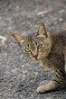 Portrait of Cross-Eyed Street Cat in Bangkok