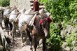 A Procession of Pack-Horses Carries a Load Up the Mountain in Tosh, India