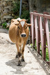 Brown and White Cow Strolls Across Bridge in Tosh, India