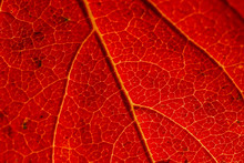Red Leaf Autumn