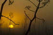 Murgia national park sunrise ferule