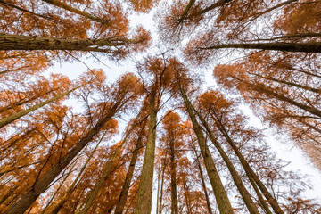 Wall Mural - metasequoia woods in autumn