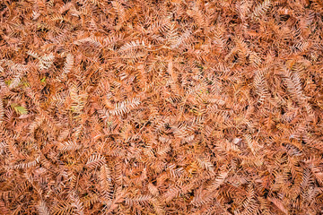 Wall Mural - withered leaves of metasequoia