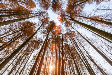 Wall Mural - metasequoia woods in autumn