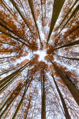 Wall Mural - metasequoia woods in autumn