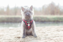 Sitting Cairn Terrier In Plaid Harnass