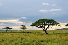Serengeti National Park Scenery, Tanzania, Africa