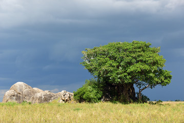 Wall Mural - serengeti national park scenery, tanzania, africa