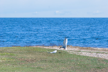 feeding seagull