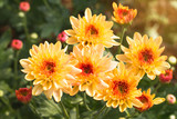 Beautiful of Chrysanthemums flowers outdoors,Daisies in the agriculture garden,Chrysanthemums in the Park