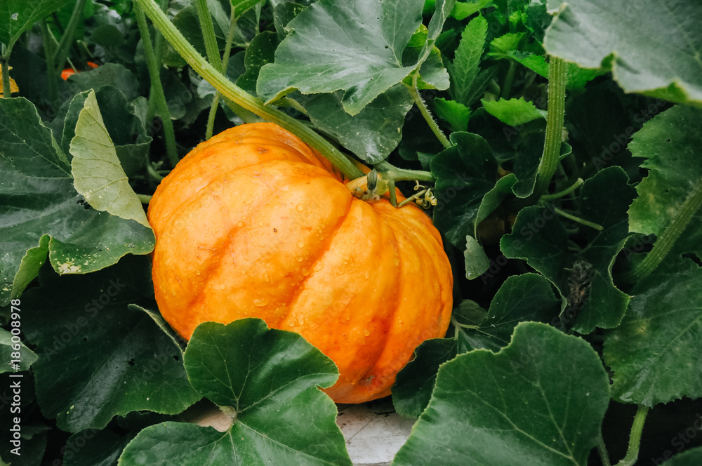 Orange fresh pumpkin in garden Stock Photo | Adobe Stock
