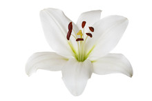 Flower Light Lily Isolated On White Background.
