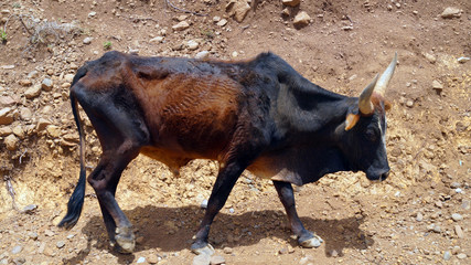 Ethiopia, poor people, children