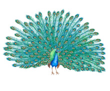 Peacock Bird With Lush Tail Isolated On White Background. Watercolor. Illustration. Clip-art. Handmade