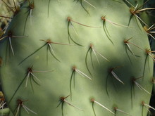Desert Cactus Cacti Spines And Spikes Close Up Detail