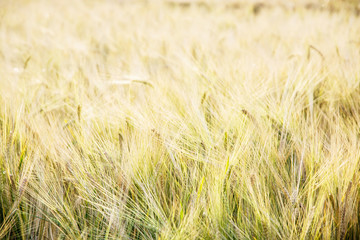 Yellow wheat field