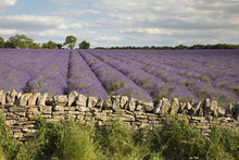 Cotswold Lavender Field With Cotswold Dry Stone Wall, Snowshill, Cotswolds, Gloucestershire
