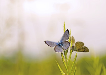 Two butterflies resting on grass. Playing butterflies on grass