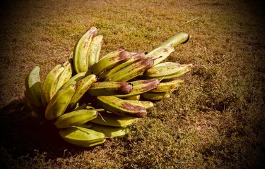 Banana fruit for cooking.