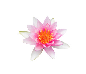 Pink waterlily isolated on white background