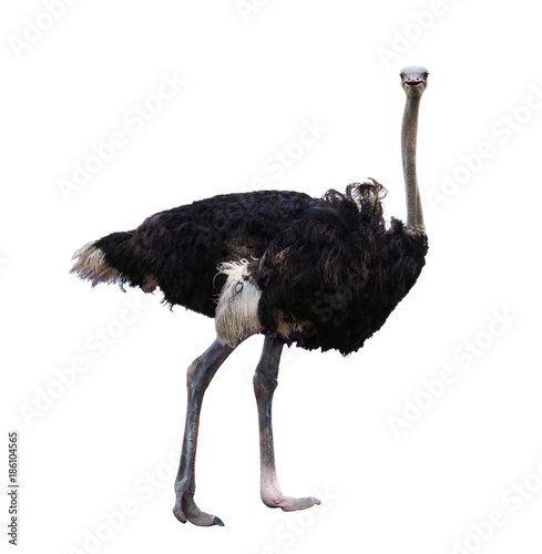 Fotomural full body of african ostrich isolated white background