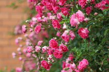 Lush Flowering Of A Pink Climbing Rose In A Summer Garden.
