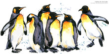 Emperor Penguin Watercolor Illustration