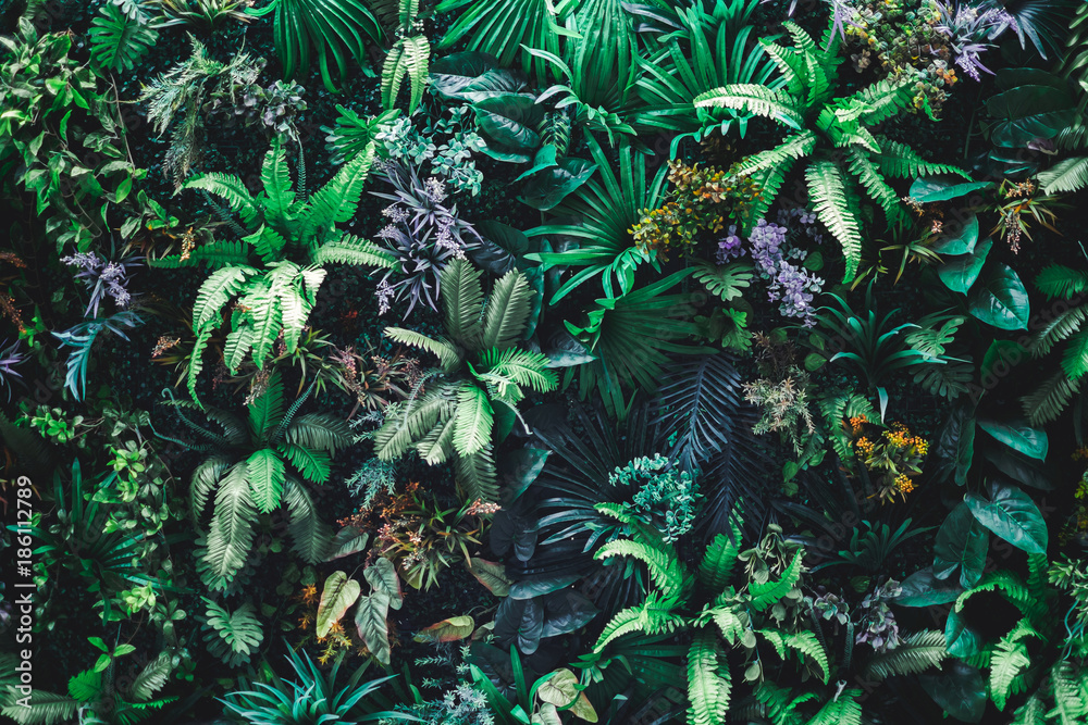 Beautiful nature background of vertical garden with tropical green leaf - obrazy, fototapety, plakaty 