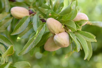 almond fruits on a branch
