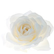 White rose flower isolated on the white background