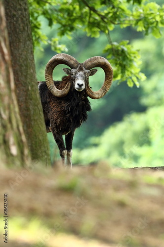 Ovis musimon. Beautiful nature. Wild nature of Czech. Autumn, winter and spri...