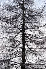 Poster - Fir tree without leaves.