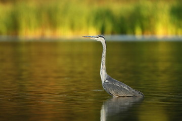 Wall Mural - Ardea cinerea. The wild nature of the Czech Republic. Spring Glances. Beautiful nature of Europe. Big bird in water. Green color in the photo. Nice shot.