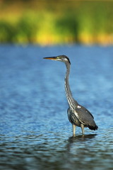 Wall Mural - Ardea cinerea. The wild nature of the Czech Republic. Spring Glances. Beautiful nature of Europe. Big bird in water. Green color in the photo. Nice shot.