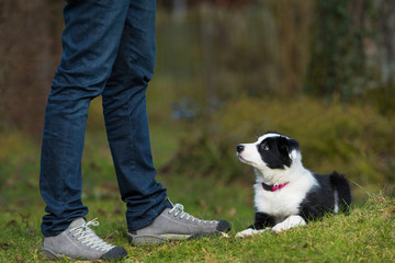 Wall Mural - Border Collie Welpe macht Platz