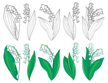 Vector Set With Outline Lily Of The Valley Or Convallaria Flowers And Leaves In Green And Black Isolated On White Background. Ornate May Bells In Contour Style For Spring Design Or Coloring Book.