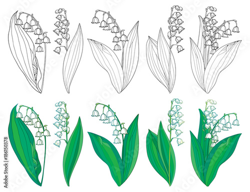 Vector Set With Outline Lily Of The Valley Or Convallaria Flowers And Leaves In Green Black Isolated On White Background Ornate May Bells Contour
