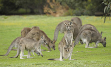 Eastern Grey Kangaroos With Joey In   Grampians National Park, Victoria, Australia.