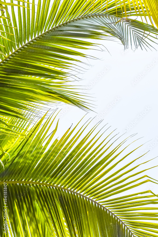 Palm Sunday Background For Religious Holiday Backdrop With Green