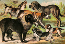 Illustration Of Mammals. 