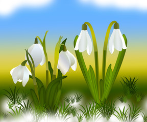  Snowdrops and grass in the background. crocuses. white snowdrops