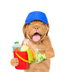 Poster - Cleaning concept. Puppy in blue hat holds bucket with washing fluids and rags in paws and showing thumbs up. isolated on white background