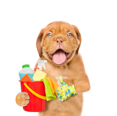 Poster - Cleaning concept. Puppy holds bucket with washing fluids and rags in paws and showing thumbs up. isolated on white background