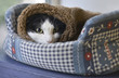 The cat lies in a crib covered in a knitted scarf