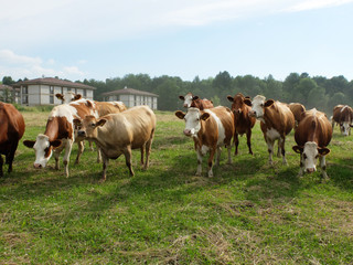 Cows