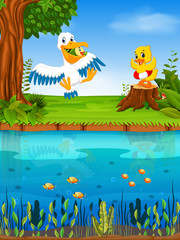 Poster - Cute pelican and duck in the river