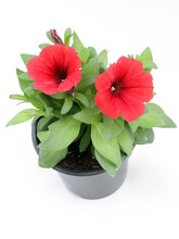 Petunia Petunia Flower. Petunia Is A Plant Of The Nightshade Family With Brightly Colored Funnel-shaped Flowers. Floral Pattern