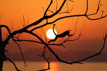 Silhouette Monkey Jump On The Leafless Trees And Red Sky Sunset