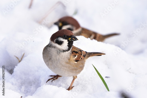 Fotografía rare Eurasian tree sparrow Passer montanus